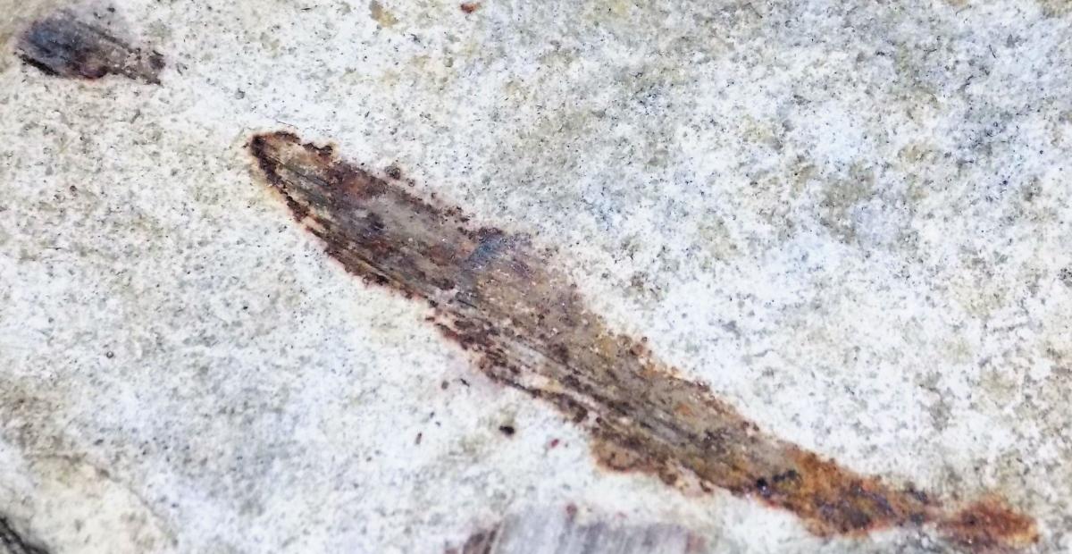 DETERMINAZIONE FOSSILI PIANTE SU MATRICE CALCAREA ALTOPIANO ASIAGO